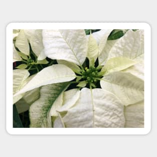 A White Peaceful Poinsettia for a Joyous Christmas Sticker